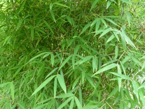 Fargesia sp 'Taibashan 1' C10, 1,35 m hoch