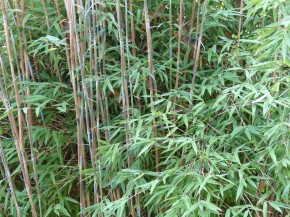 Fargesia sp 'Taibashan 2' C12-C15, 1,75 m hoch