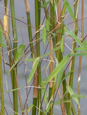 Fargesia sp 'Green Dragon' C5, 1,5 m hoch