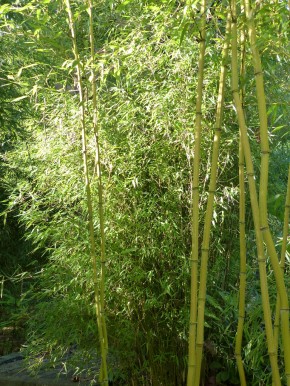Fargesia sp 'Sichuan' C12-C15, 1,6 m hoch