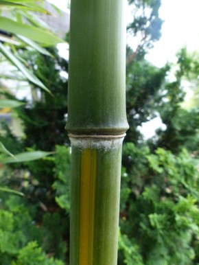Phyllostachys arcana 'Luteosulcata' C20-C30, 3 m hoch