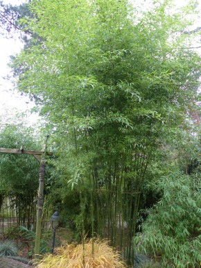 Phyllostachys atrovaginata C5, 0,4-0,6 m hoch
