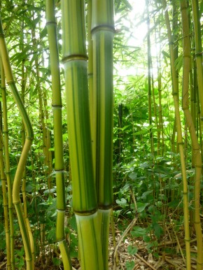 Phyllostachys aureosulcata 'Argus' C20 - C30 2,5 - 3 m hoch
