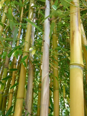 Phyllostachys aureosulcata 'Aureocaulis' C12-C15, 2-2,5 m hoch