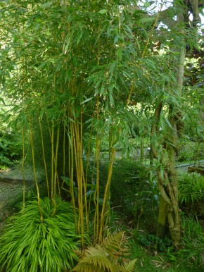 Phyllostachys aureosulcata 'Harbin Inversa' C20-C30, 2-2,5 m hoch