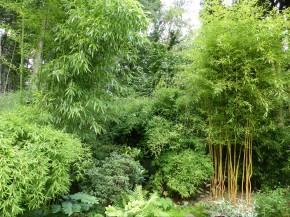 Phyllostachys aureosulcata 'Spectabilis' C12-C15, 2-2,5 m hoch