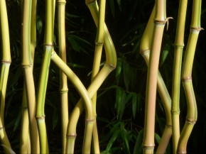 Phyllostachys aureosulcata 'Spectabilis' C12-C15, 2-2,5 m hoch