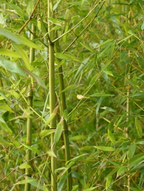 Phyllostachys bissetii C12-C15, 2-2,5 m hoch