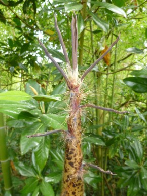 Phyllostachys edulis 'Bokrijk' C5