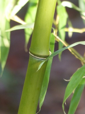 Phyllostachys fimbriligula C5, 0,5 m hoch
