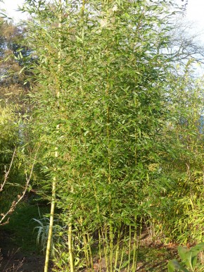 Phyllostachys incarnata C12-C15, 2 m hoch