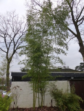Phyllostachys iridescens C5, 1m hoch