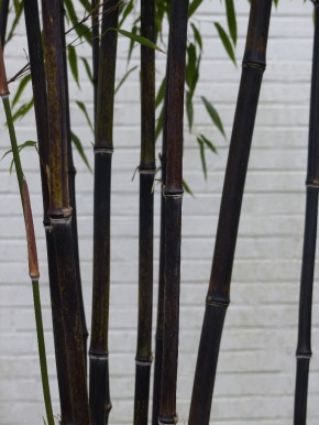 Phyllostachys nigra C5, 1 m hoch