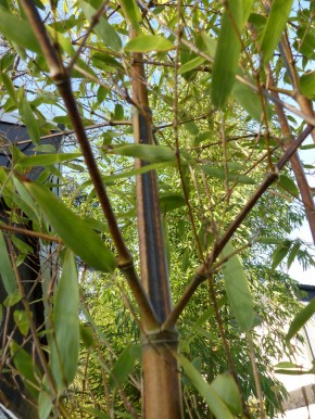Phyllostachys nigra 'Megurochiku' C30, 4 - 4,5 m hoch