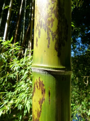 Phyllostachys nigra 'Boryana' C10, 1-1,2 m hoch