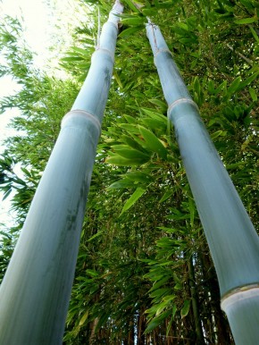 Phyllostachys nigra 'Boryana' C10, 1-1,2 m hoch