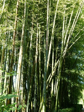 Phyllostachys nigra 'Boryana' C10, 1-1,2 m hoch