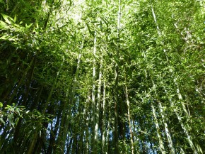 Phyllostachys nigra 'Boryana' C10, 1-1,2 m hoch
