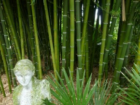 Phyllostachys parvifolia C5, 0,6 - 1 m hoch