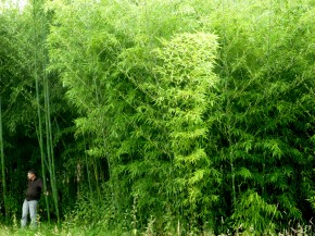 Phyllostachys primotina C3 0,5 m hoch