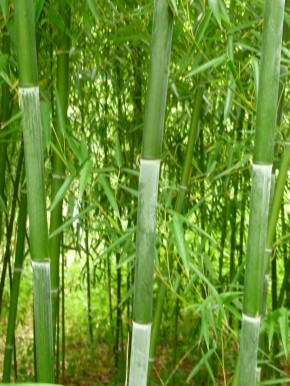 Phyllostachys primotina C3 0,5 m hoch