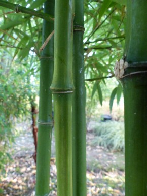 Phyllostachys prominens C5, 0,4-0,6 m hoch