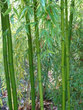Phyllostachys vivax 'McClure' C10, 1,5 m hoch