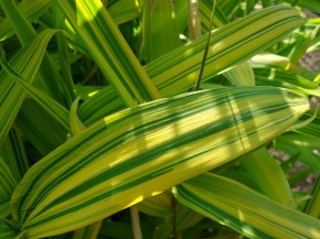 Pleioblastus viridistriatus 'Auricoma' C2,5, 0,2 m hoch