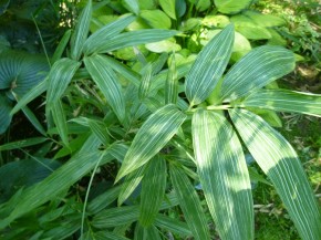 Sasa kurilensis 'Shimofuri' C5