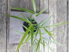 Yushania angustifolia C0,8, 20cm hoch