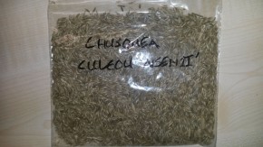 Chusquea culeou 'Aisen' C5