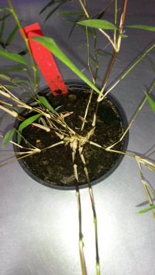 Chusquea culeou 'Aisen' C5